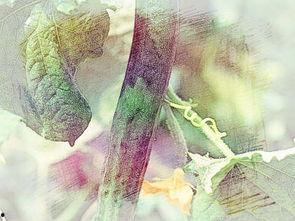 孕妇梦见吃瓜好不好,吃瓜预示着什么？