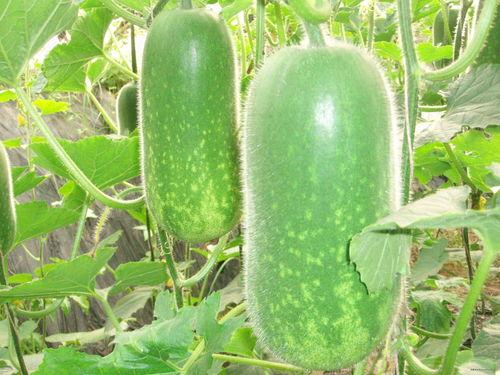 吃瓜的小月月,揭秘娱乐圈幕后故事