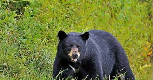 发烧熊吃蓝瓜,发烧熊的蓝瓜奇遇记