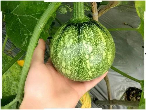 岱岱吃瓜 湖北,湖北方言中的趣味生活