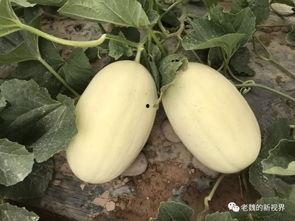 边充气边吃瓜,夏日休闲新风尚