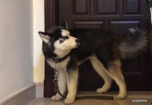 哈士奇阳台吃瓜,萌宠日常趣味瞬间