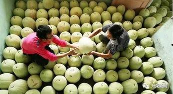 冬天怎么吃三白瓜,三白瓜的冬季美味食补之道