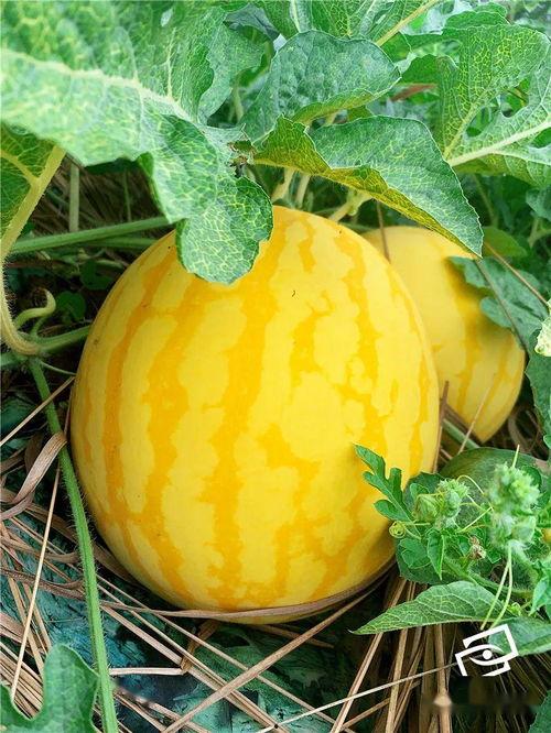 海瓜咋吃,探索海洋美味新境界