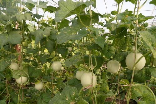 济宁凤凰城吃瓜,夏日吃瓜盛宴，品味生活百态