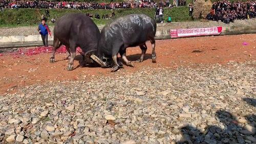 吃瓜斗牛比赛视频,一场别开生面的视觉盛宴