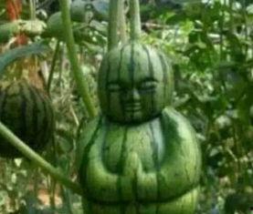 网络吃瓜真实吗