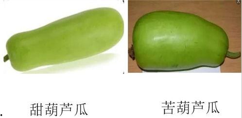 淄博北城吃瓜